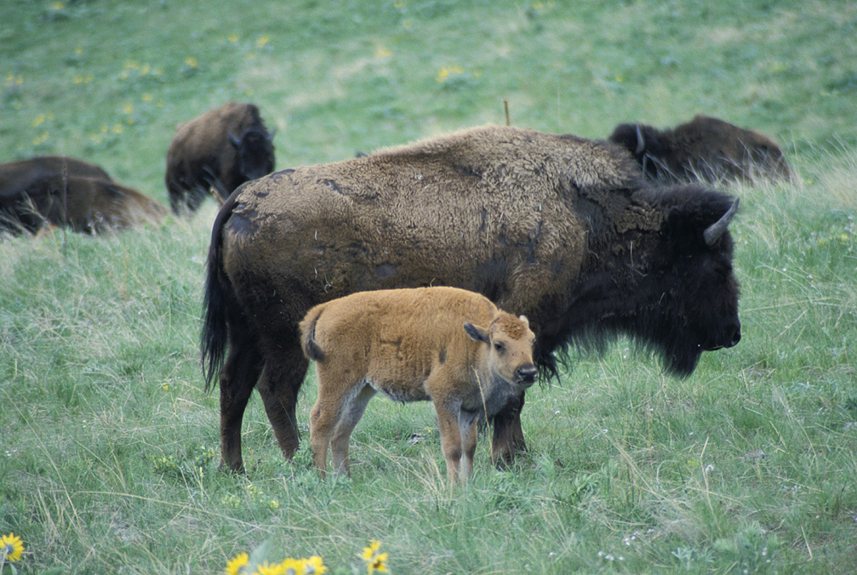 Original photograph of a bison cow and calf used as the third reference.